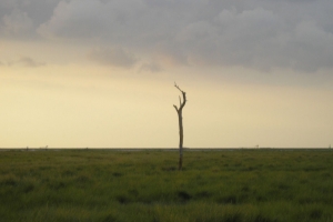 Ruta de las Marismas y entorno de Doñana